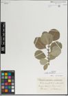 Foto von Salix lanata L.